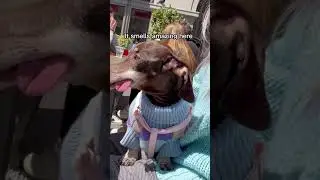 Day in the life of a toothless dog