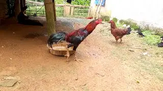 How beautiful is the crossbred fighting chicken in the highlands of Ha Giang, Vietnam?