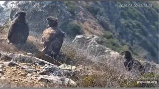West End Eagles ~ Three Juvenile Eagles Visit West End Overlook! Haku Or MV Swoop The Juvies! 8.2.25
