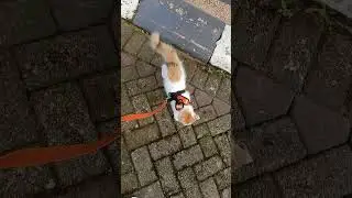 Latih la kucing sejak dini memakai tali tuntut biar bisa ikuti jalan khusus yg kucing didalam rumah