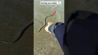saving sea snake | this snake are very loyal
