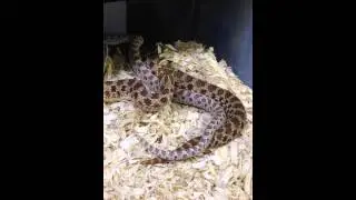 Western hognose snakes courting