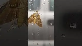 moth drinks rain