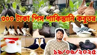 #৩০০ টাকা পিস পাকিস্তানি ;৫০০টাকা পিস ফেন্সি, লাল গর্রা,বুদাপেস্ট, মুন্ডিয়ান কবুতর কিনুন ১০০%