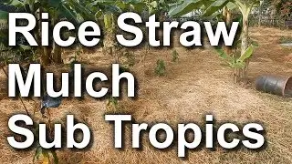 Rice Straw Mulch Utilization (Sub Tropical Area)