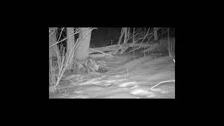 Red Fox Caught ! #Back Foot Catch # Snow Trapping #Coyote Trapping