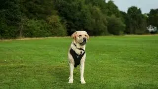 Fetch the Future NFTs Explained By a Labrador Retriever Audio book