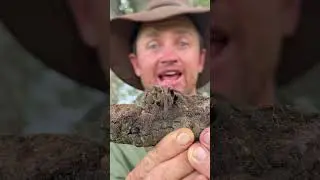 Look at this baboon spider - he has fangs that can immobilize its prey! 🕷️🤠