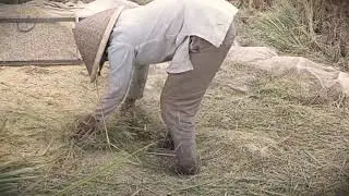 Farm Life: Simple Trick for Rice Cleaning with a Basic Tool _FarmersLife _Shorts