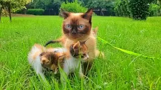 Kittens&rsquo; Fun Outdoor Picnic with the Cutest Little Calico Friends 🐱🧺💖