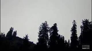 monal pheasant hunting in mountains of Kashmir