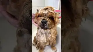 Unbelievably Satisfying Chow Chow Grooming Transformation