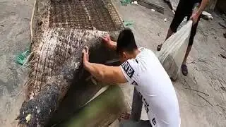 Catch a giant snake nest from an abandoned house!!