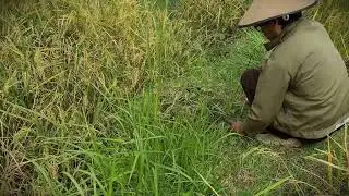 Smart Farming: Turning Weeds into Profitable Animal Feed _FarmersLife _Shorts