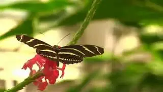 Butterfly Forest, Experimental Sound Synthesis and Jason Gamrath Glass