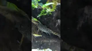 Saving Sterbai Cory Eggs with a Ziss Tumbler 🌀
