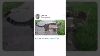 Garage Sale Cat Meme Twitter Tweet #shorts