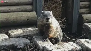 Groundhog Day 2025: Staten Island Chuck predicts early spring