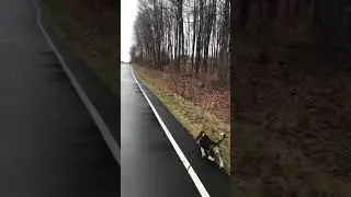Basset Hound Puppy, morning run.