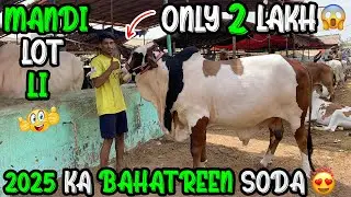 1 Lakh Se 3 Lakh Tak Ka Bahatreen Janwar Tuesday Malir Mandi Rates Update