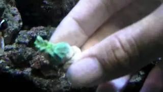 Vinhs Reef: Green Hydnophora Corals