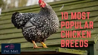 Top 10 Chicken Breeds