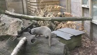 Egyptian Mongooses, Axe Valley Wildlife Park (18th August 2018)
