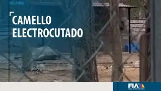 Camello se ELECTROCUT&Oacute; por accidente en un zool&oacute;gico de Durango