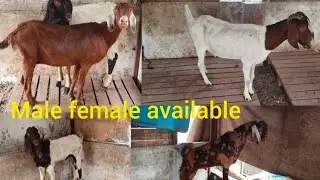 Irfan dairy farm 🐐🫣 9381237594 location Hyderabad Hafiz Baba Nagar 