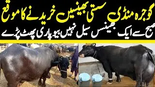 Today Gojra Mandi Update | Buffalo Fresh Rates Update | Buffalo Mandi 2025