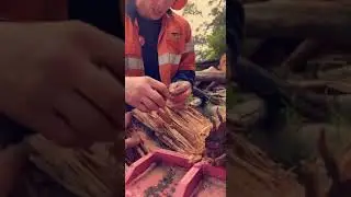 Witchetty Grub snacks