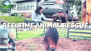 Registered Animal Welfare Organization? Elevate Your Mission with ReelTime Animal Rescue