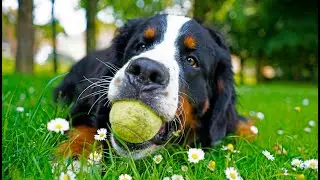 Playing (kind of) fetch with my very active Bernese Mountain Dog