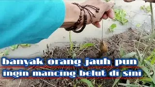 🔴cara ngurek belut || mancing belut dapet babon semua || trik gacor mancing belut 2023