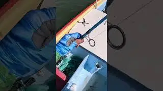 Pistola #fish #fishing #pescadeportiva #pesca #JRpesca #viral #pistolas