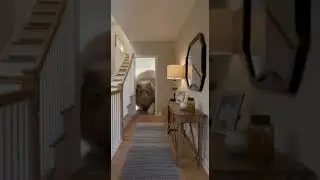 GIANT FAT CAT DESTROYS MY HOUSE 😱🐱 | Funny Cat Chaos | Hilarious Short #cat #cats  #funny