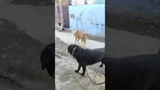 Odi the lab और उसके street वाले gang की video viral करो 😃🐩🐈&zwj;⬛🐩🐕#shortsfeed #streetdogs #viralvideos