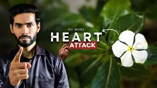 SADABAHAR plant can save your LIFE. (prevents heart attack, diabetes and Arthiritis)