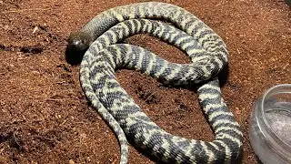 Werken met gifslangen deel 4: Naja nigricincta ( zebra spugende cobra )