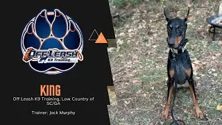 2 Year Old Doberman &ldquo;King&rdquo; | OLK9