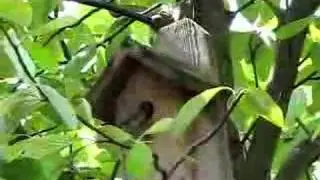 Birds of Britain UK ~ Great Tits 13sec video