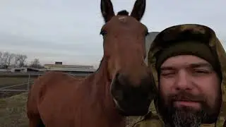 Почти целебные грязи, лошади и жеребенок в конце видео.
