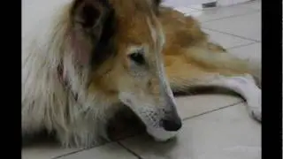 IF YOU ARE FORCED TO LEAVE YOUR HOME, DO NOT LEAVE YOUR PETS BEHIND
