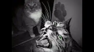 SHOUT OUT TO JUSTICE FOR CATS CHANNEL