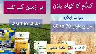 Fertilizer plan for Wheat Fertilizer and foliar Potential yield 60 to 70 Mann | Kissan Ghar | price