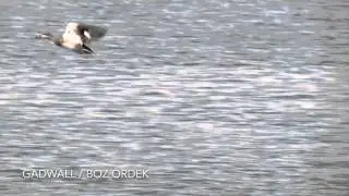 Gadwall / Boz &Ouml;rdek