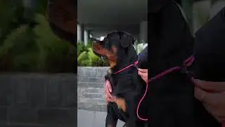 How to Use a Slip Lead - Trainer Slip Leash in action | PK9 Gea4
