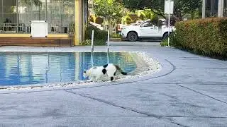 Cat drinks water from pool (Part2)