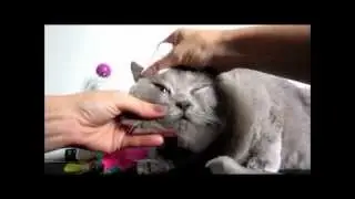 how to bathe my British Shorthair?