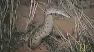 African Honey Badger Eats Snakes